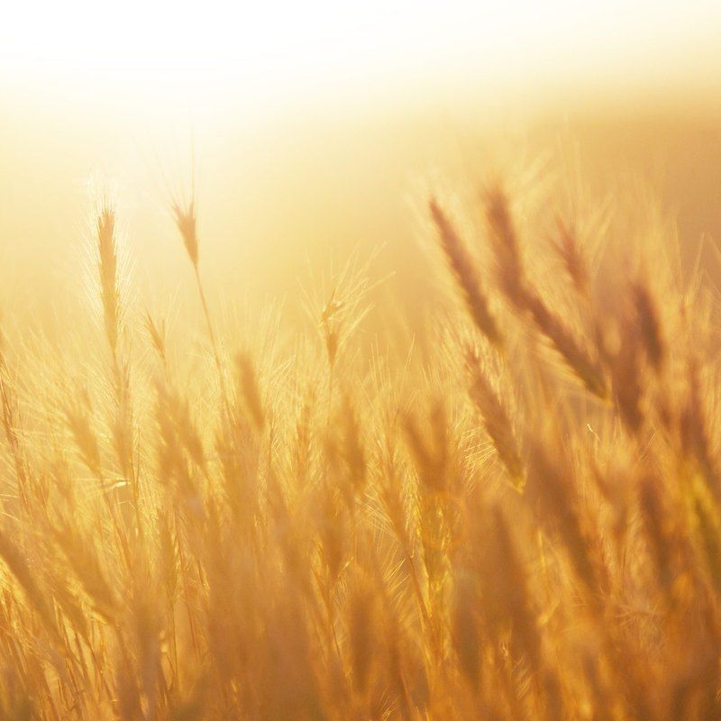 Maidstone wheat field from @maidstonedentalsk
